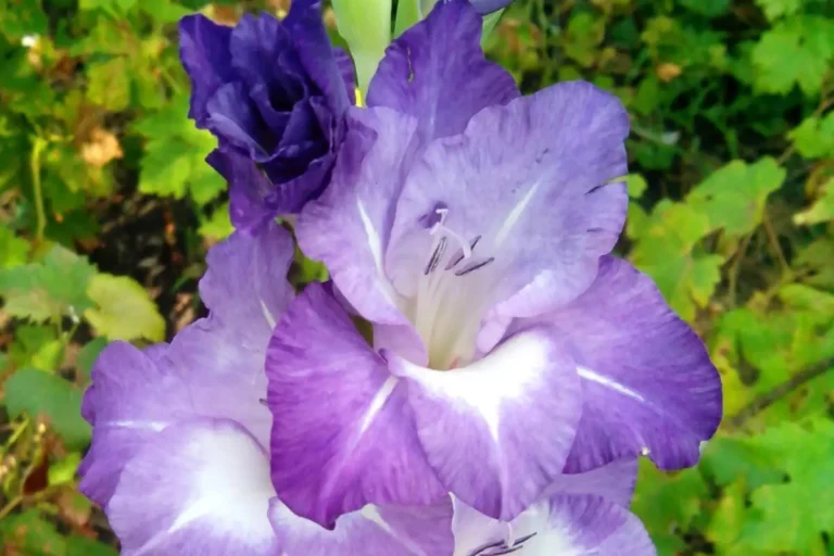 gladiolus