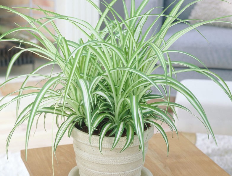 planta clorofito com folhas finas e longas em cores verde claro no centro e verde escuro na borda em vaso branco em cima de mesa de madeira em sala de estar