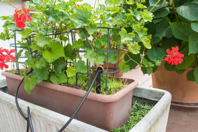 irrigação e rega no jardim