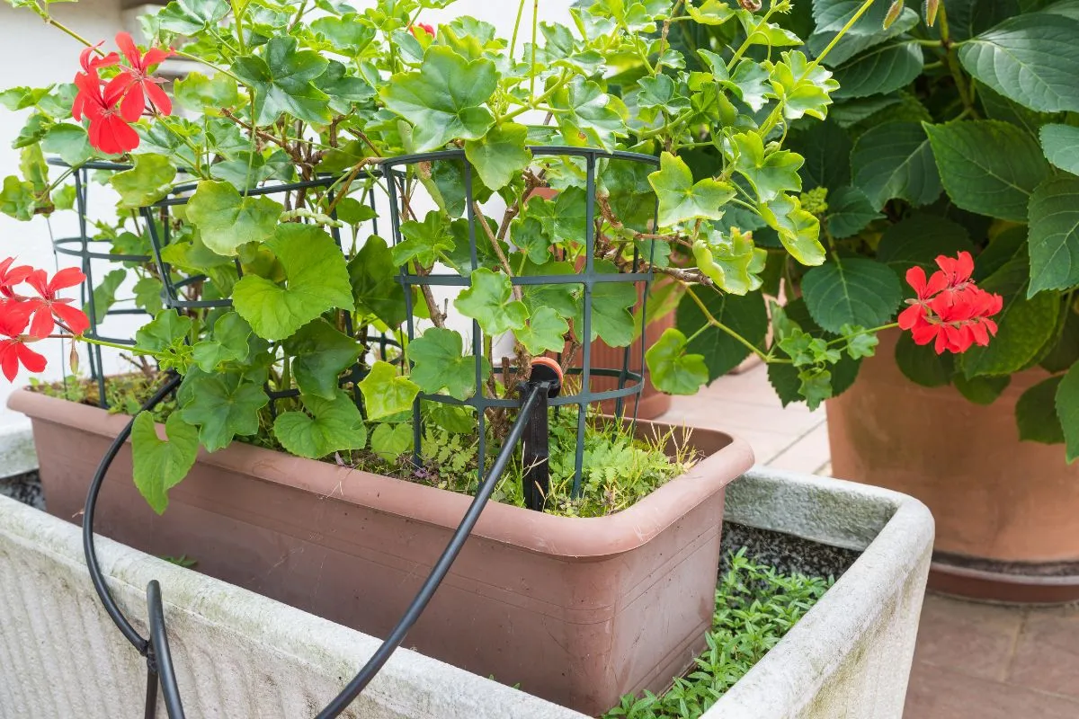irrigação e rega no jardim