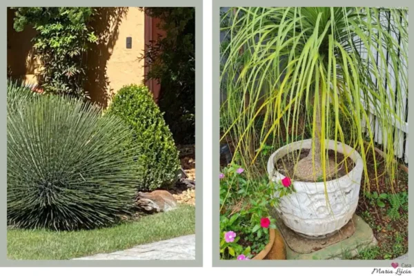 jardim com planta Agave palito e outro jardim com vasos ceramica branco e pata de elefante 