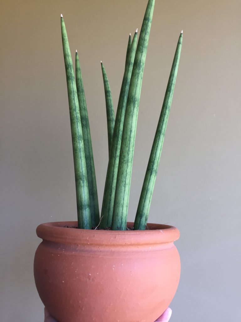 folhas arredondadas em formato de cilindro da planta lança de são Jorge em vaso de barro terracota com fundo de parede bege