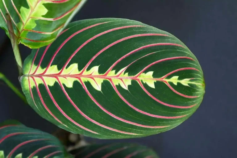 maranta leuconeura
