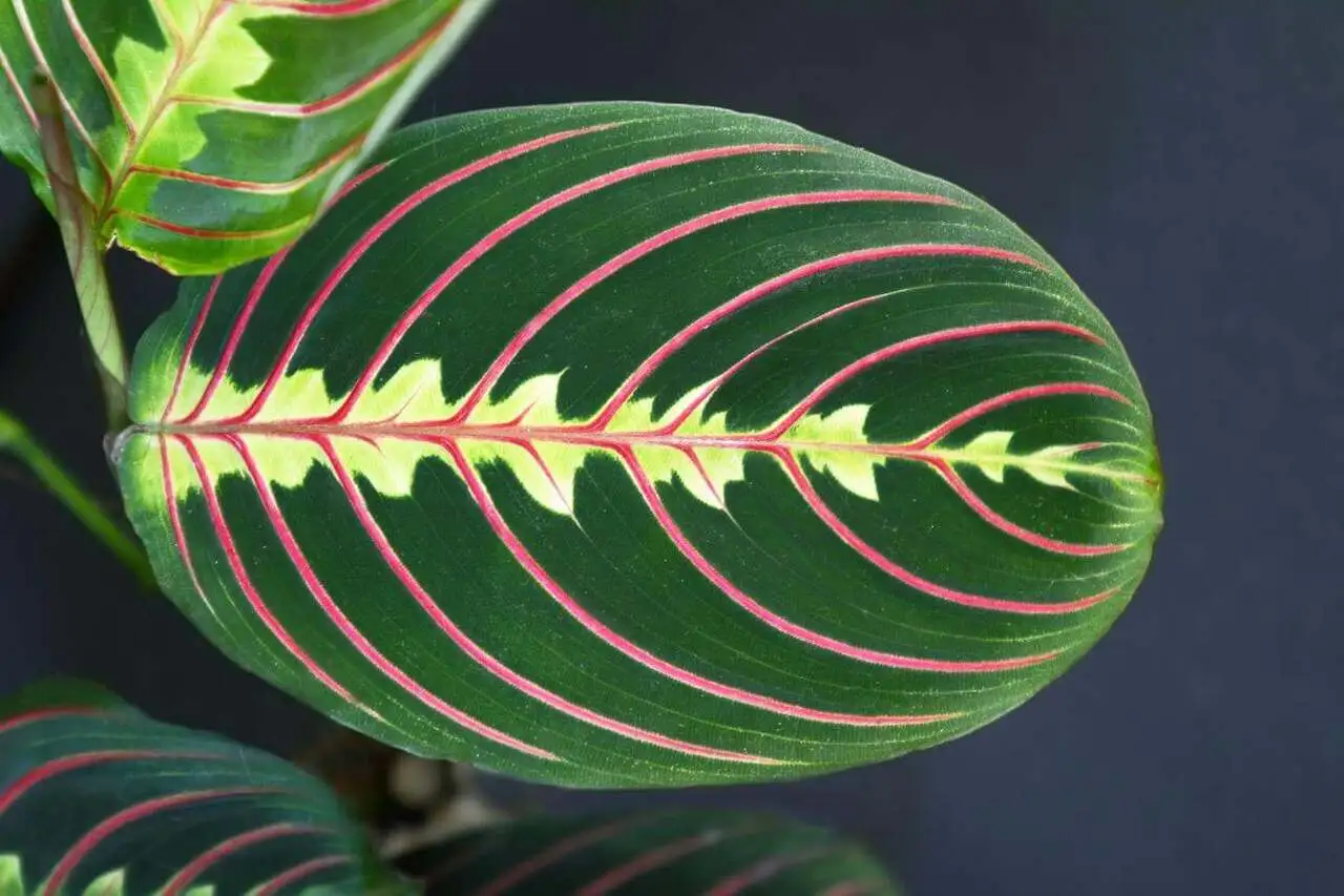 maranta leuconeura
