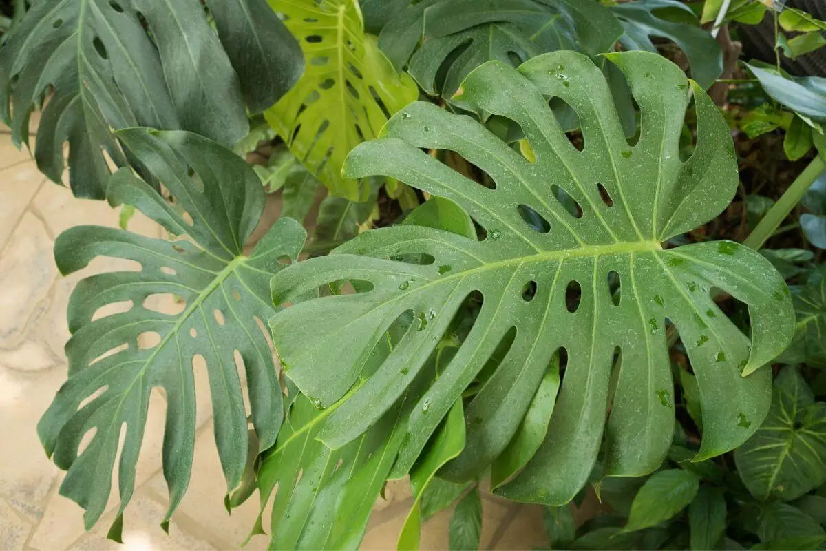 monstera deliciosa