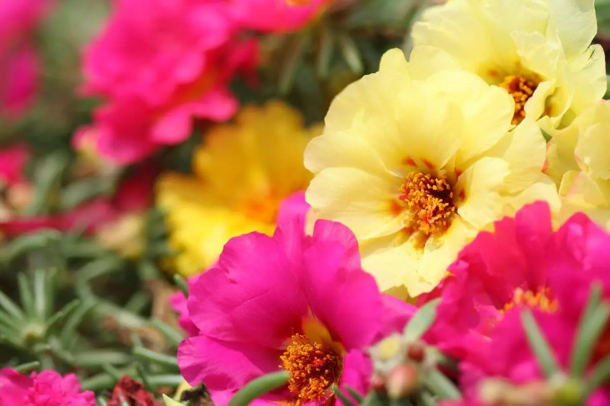 flores amarealas e rosas da onze-horas