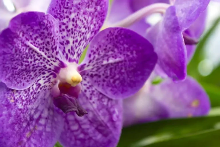orquídea vanda