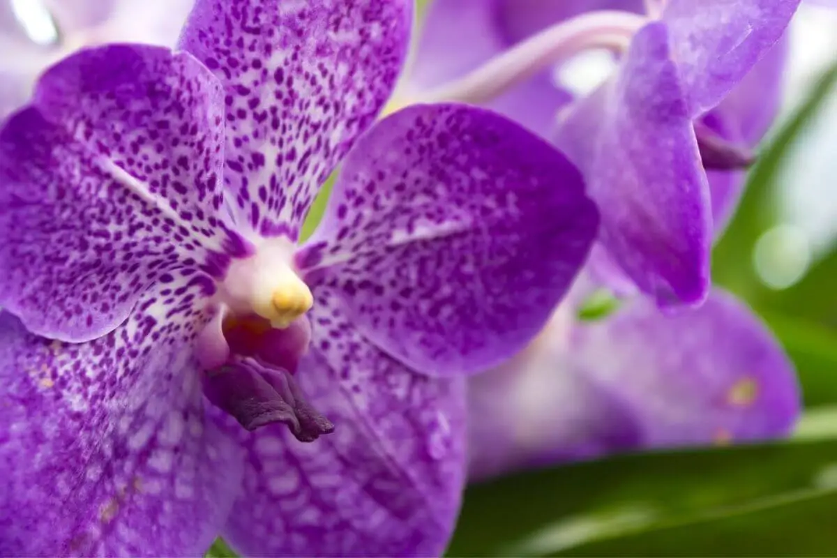 orquídea vanda