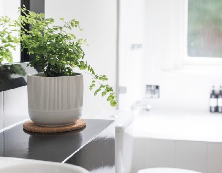 Plantas para Banheiro