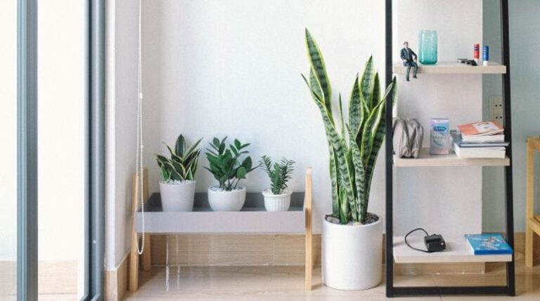 Plantas Fáceis de Cuidar para Quem está sem Tempo