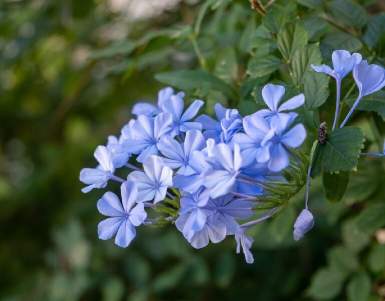 Plantas com Flores de Sol Pleno