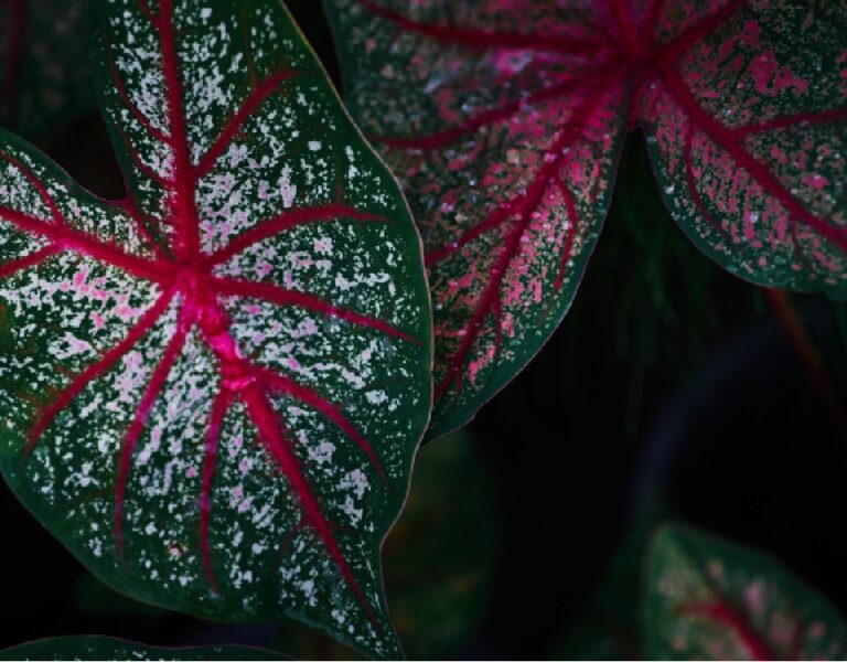 Plantas com Folhas Coloridas