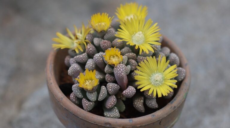 Plantinhas Suculentas: Como Cuidar