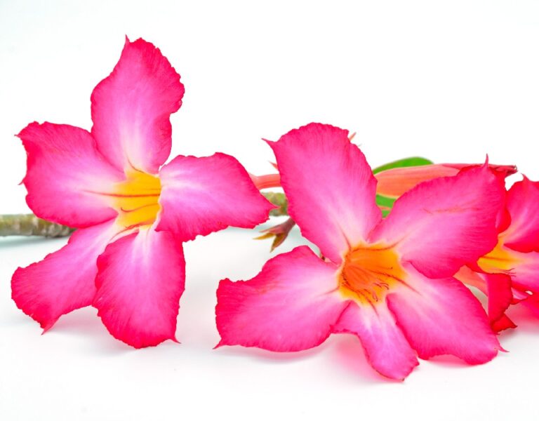 Rosa do Deserto