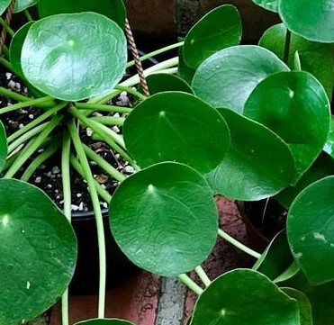 folhas em close em formato de moedas verdes escuras da planta Pilea