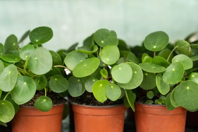 pilea peperomioides en vasos de plástico marrons