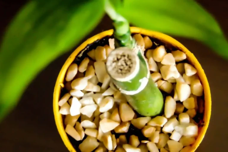 planta bambu da sorte como cuidar