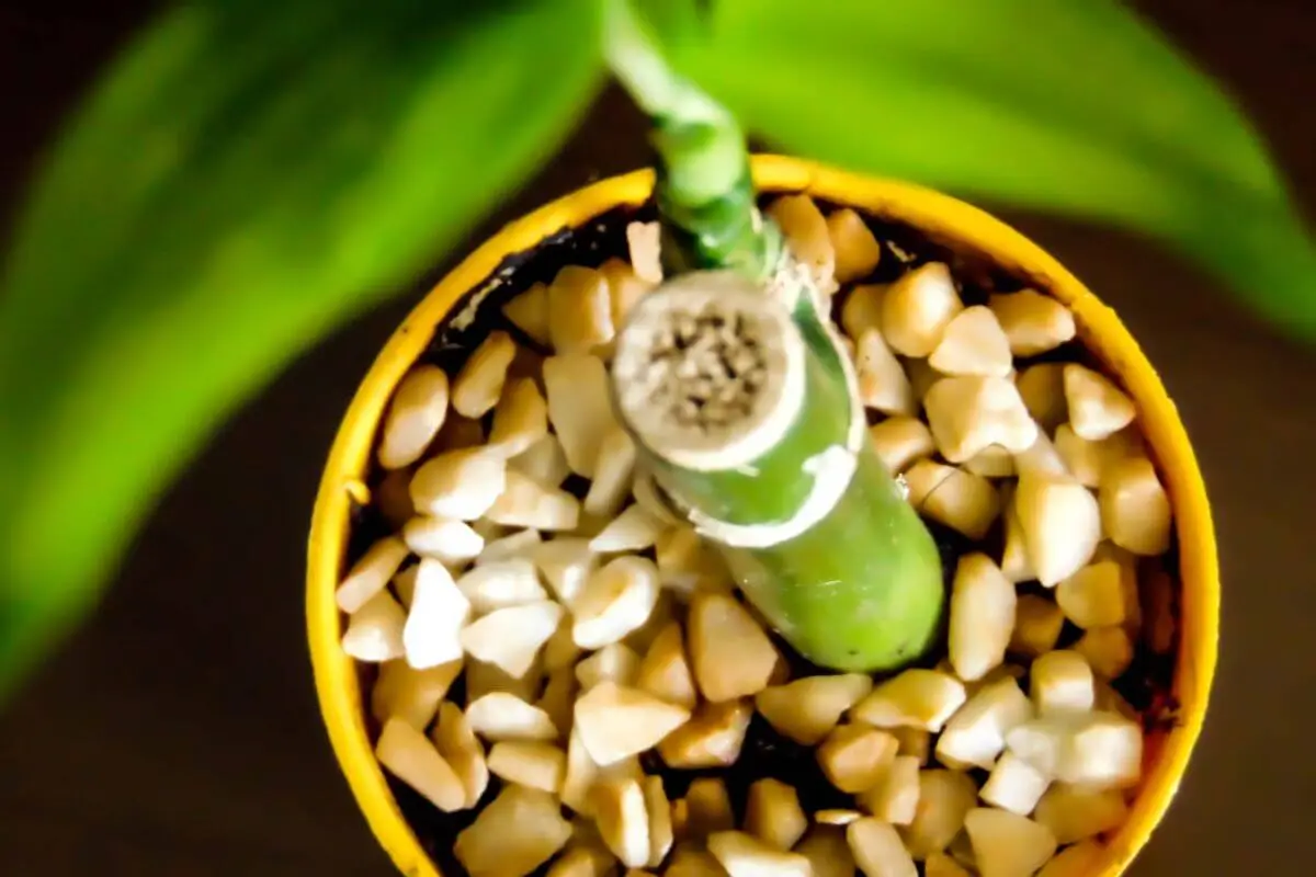 planta bambu da sorte como cuidar