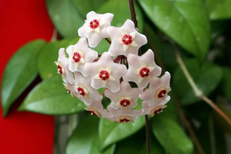 planta flor de cera