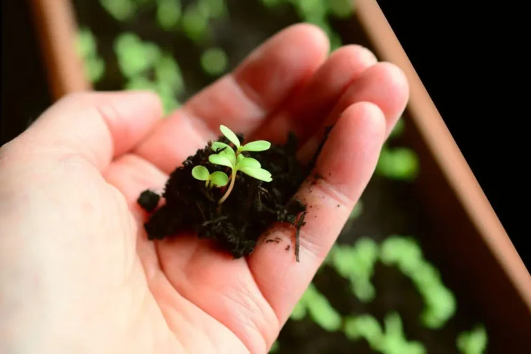 plantando tomates e cebolas mão segurando muda