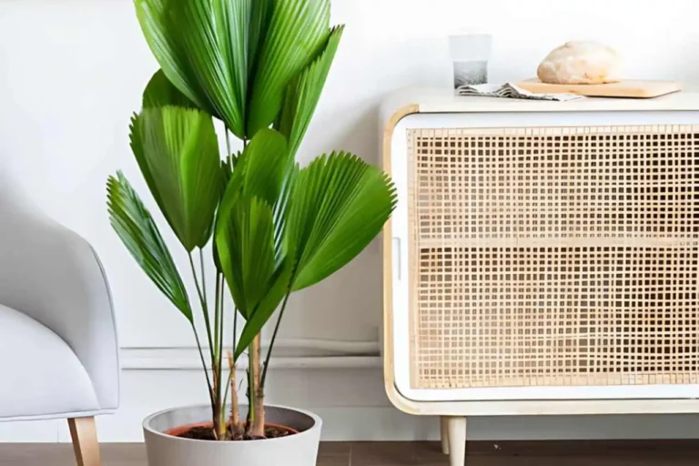 Plantas grandes para sala de estar Licuala grandis
