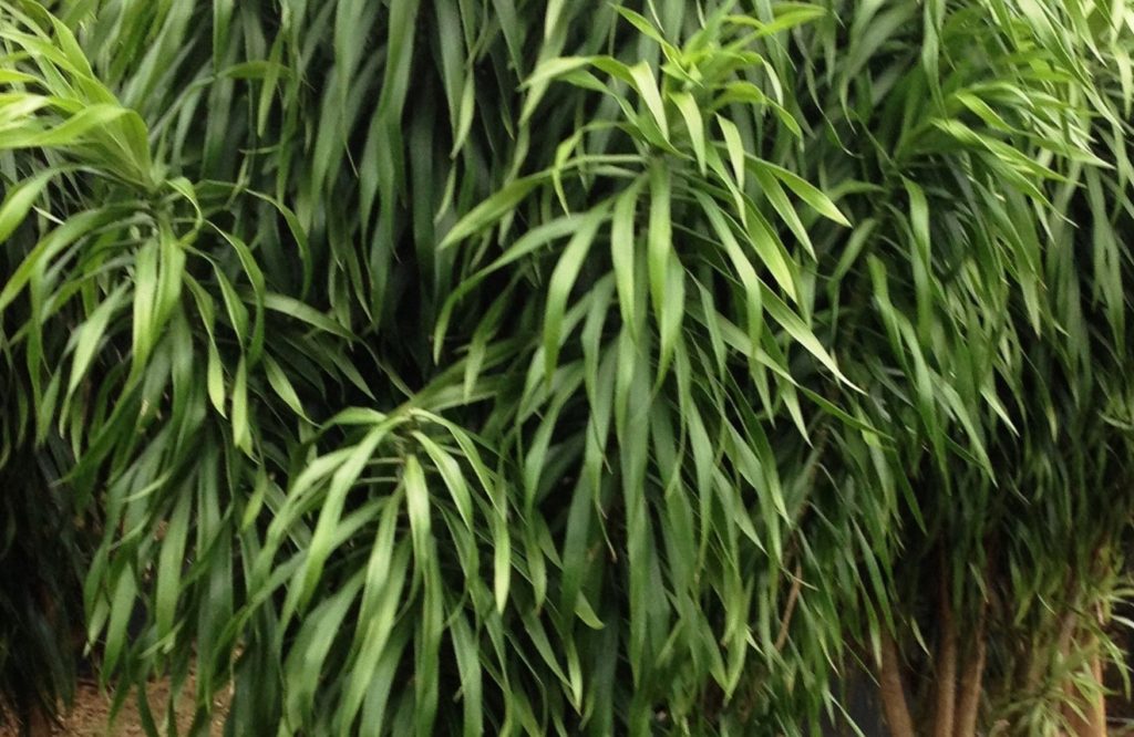 folhagem da planta pleomele em close
