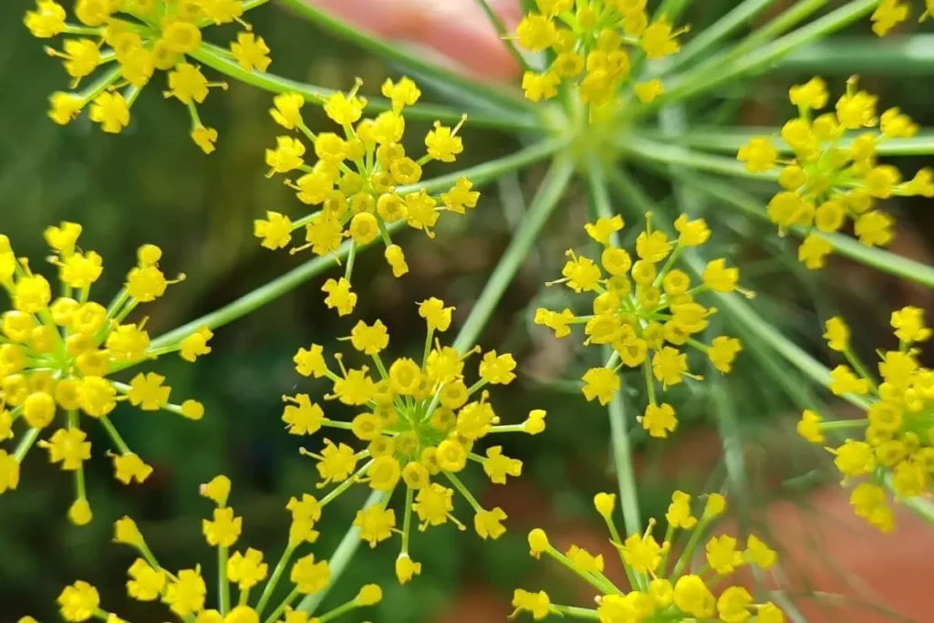 funcho com flores amarelas em formato estrela em inflorescência guarda-chuva