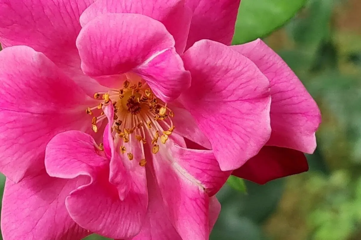 rosa com pétalas rosa e centro amarelo