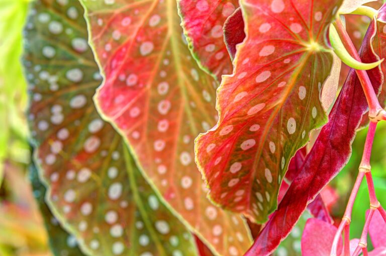 Plantas de Sombra Total