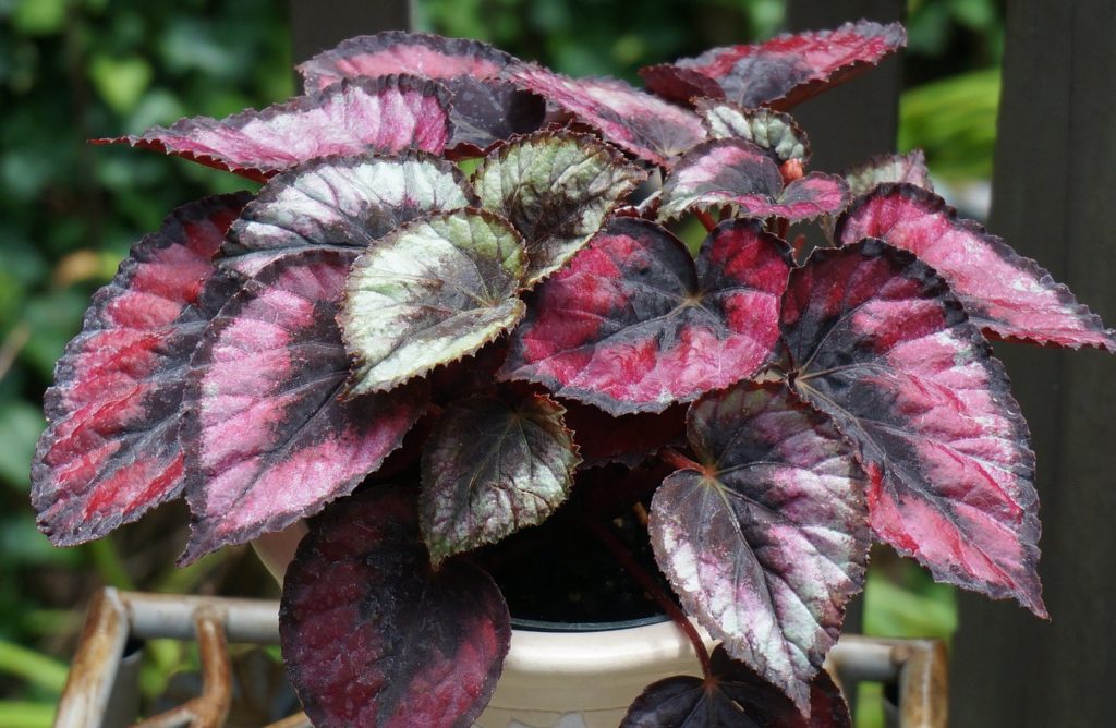 Folhas em textura aveludada em cores vermelhas, verde e marrom da planta Begonia rex em vaso branco com fundo de folhas de um jardim