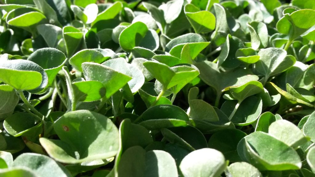 close de ramos de folhas verdes ao sol com formatos de moedas