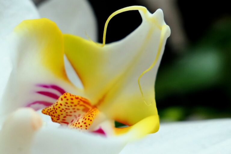 Cultivo de Orquídeas