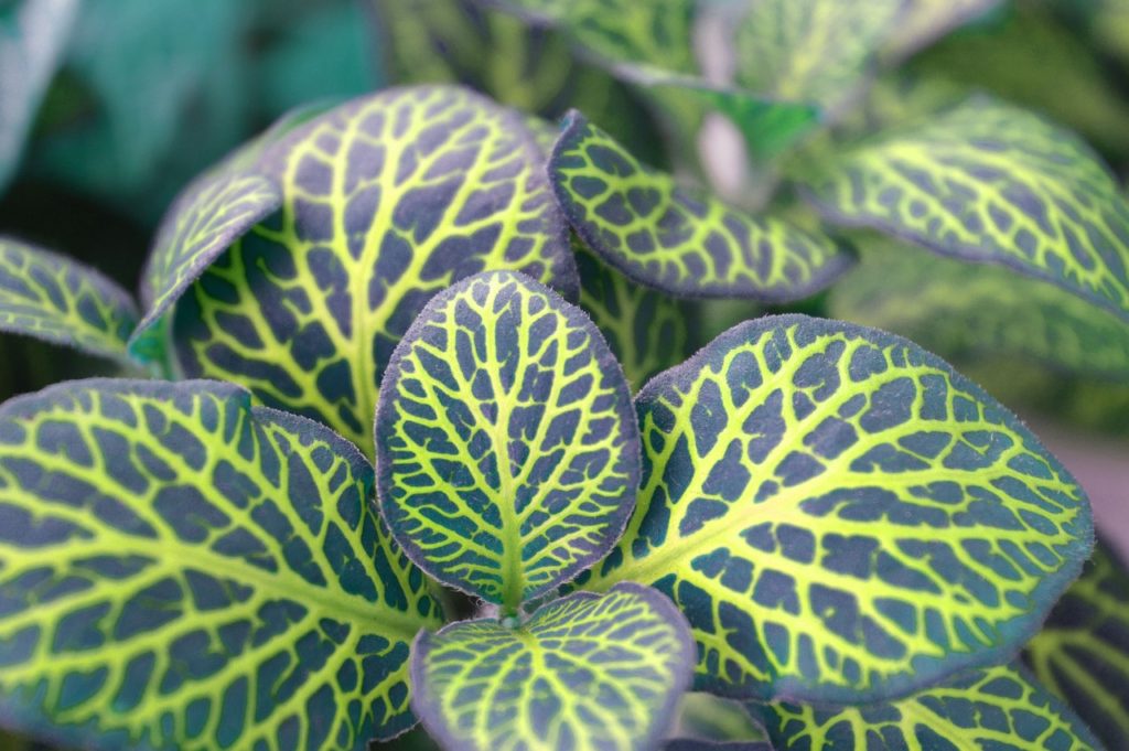 folhas em mosaico verde claro e escuro em close da planta Fitônia