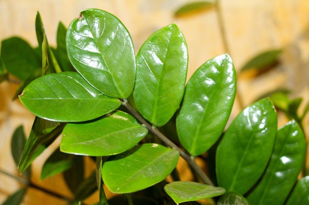 folhas em close de um ramo da planta zamioculca em verde escuro brilhante com fundo de outros ramos 