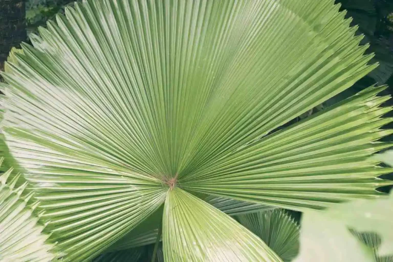 tipos de palmeira leque